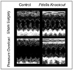 These are ultrasound images of mouse hearts. Absence of PDE-9 protects the...
