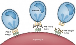 Malaria parasites depend on the interaction between basigin and PfRH5 to invade...