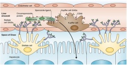 This illustration shows how the protein receptor CD68 acts as a gateway for a...