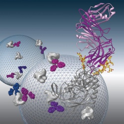 Broadly neutralizing antibodies to HIV-1 envelope glycoprotein are being...