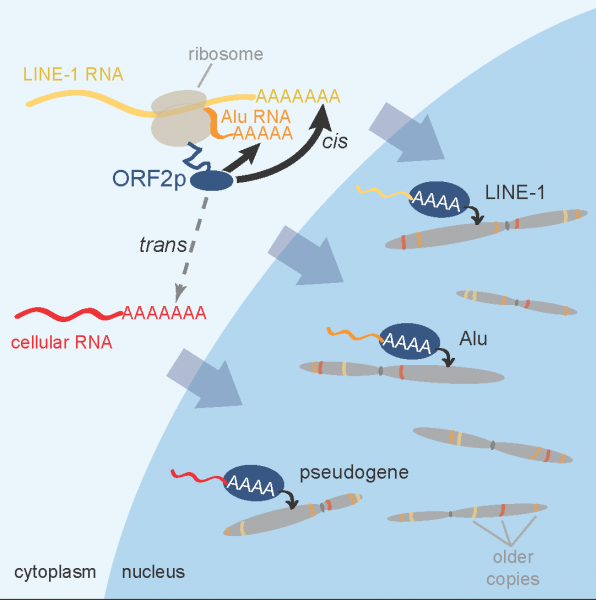 Photo: Grabbing a parasite by the tail