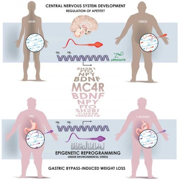 This visual abstract shows how spermatozoa from obese men carry a distinct...