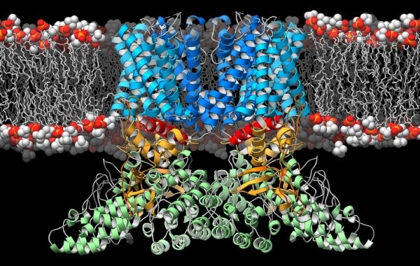 A ribbon diagram depicting the structure of the TRPV2 ion channel (blue,...