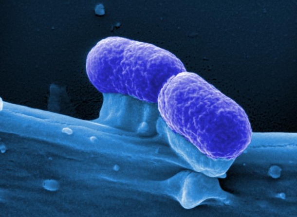 Probiotic E. coli could be used as a therapeutic agent against cancer.