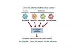 To better characterize the functional context of genomic variations in cancer,...