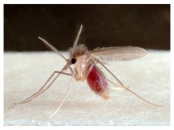 Sand flies transmit the Leishmaniasis parasite. 50,000 people around the world...