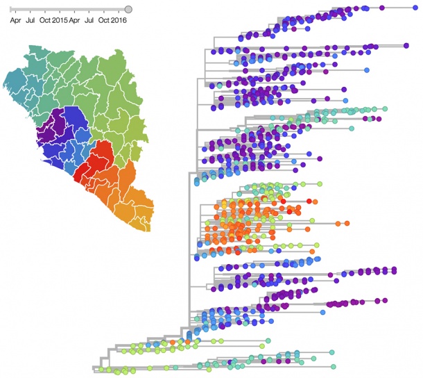 Evolutionary tree of 1654 Ebola virus genomes and a visualization of the...
