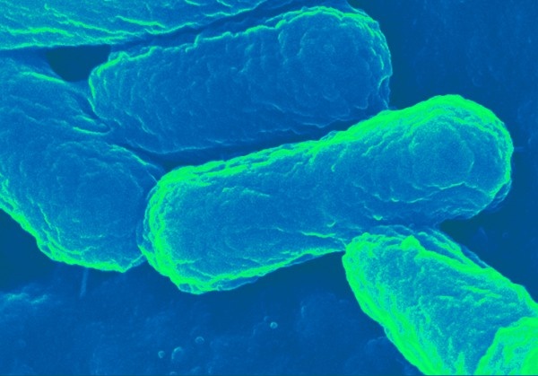 Researchers have developed an E. coli-based transport capsule, the downloadable...