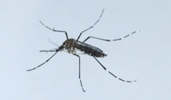 Photo: Siemens Zika test receives FDA emergency use authorization
