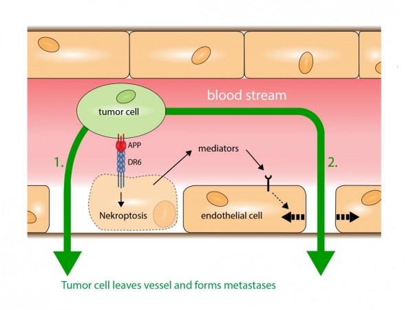 This is a diagram of the mechanism by which metastatic cancer cells exit blood...