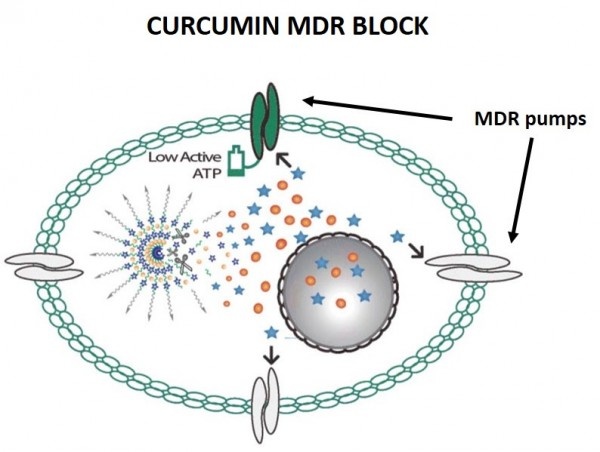 Diagram illustrating the release of the active contents of the MDR nanoparticle...