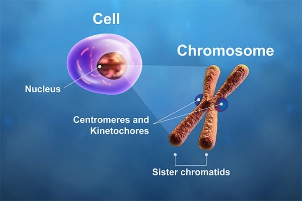 The centromeres and kinetochores of a chromosome play critical roles during...