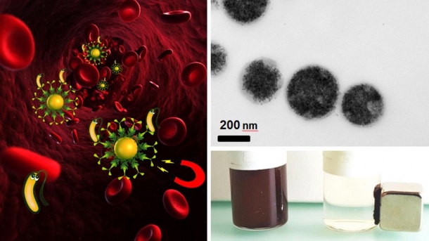 Bacteria can be removed by magnetic blood purification (left). A suspension...