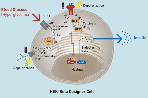 Diagram of a HEK-beta cell.