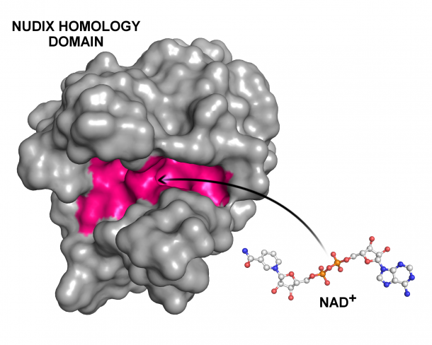 Das kleine Molekül NAD⁺ nistet sich in der Bindungstasche einer Nudix...