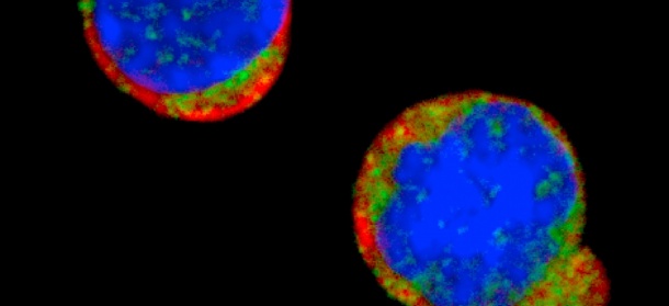 Zwei long-term Stammzellen, angefärbt mit spezifischen fluoreszierenden...
