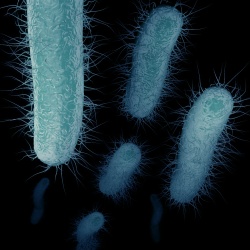 Die durch Bakterien verursachte Infektion führt hauptsächlich zu...