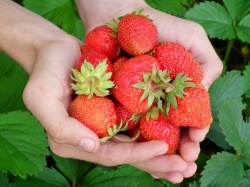 The natural compound in strawberries reduces cognitive deficits and...