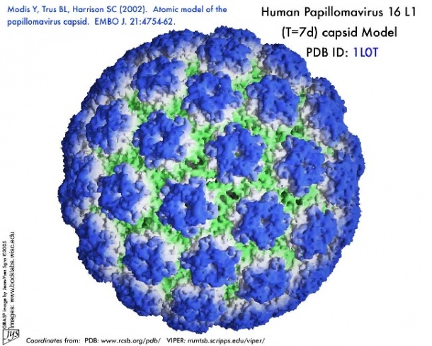 Human papilloma virus (HPV)
