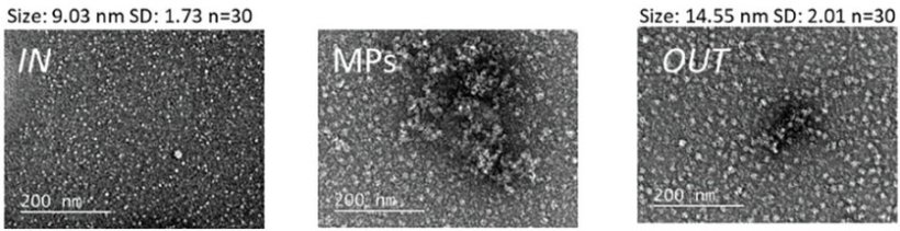 Broad field TEM images of H6 (IN) and biulding block polypeptides (OUT) protein...
