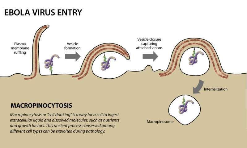 Illustration of Ebola virus entry.