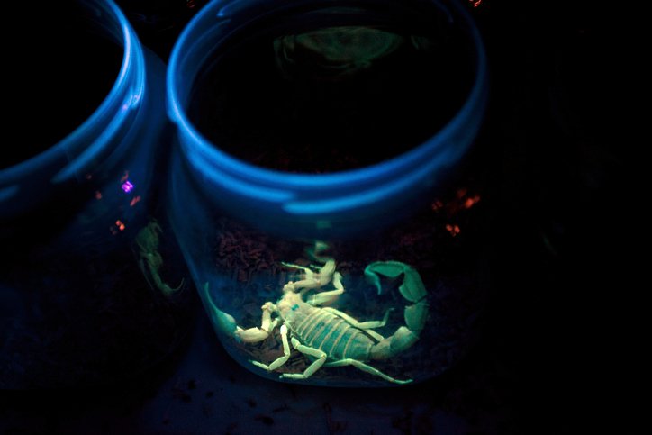 A Deathstalker scorpion sits in a jar illuminated by ultraviolet light in a...