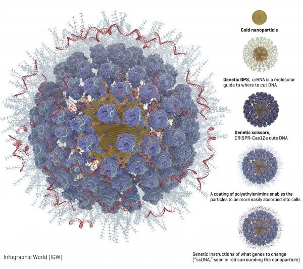 Diagram of a gold nanoparticle loaded with gene editing tools, with...