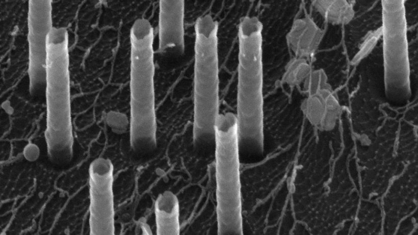 A scanning electron microscopy image of the hollow nanotubes used to deliver...