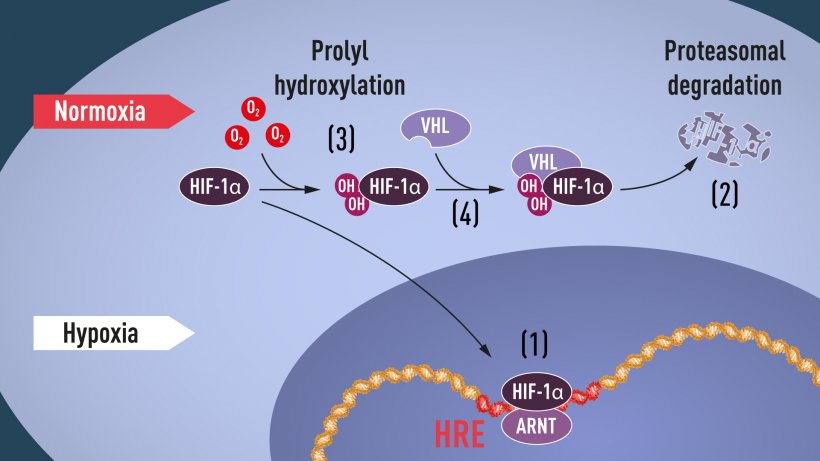 Figure 1. When oxygen levels are low (hypoxia), HIF-1α is protected from...