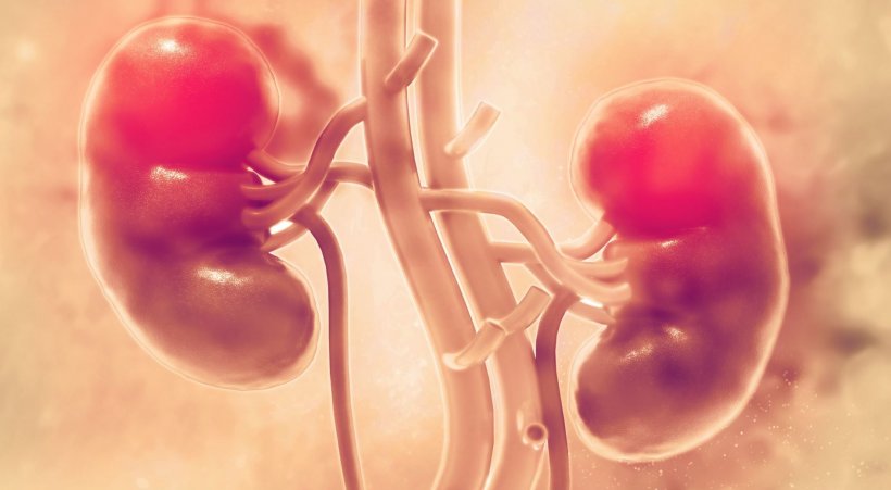3D illustration of human kidneys