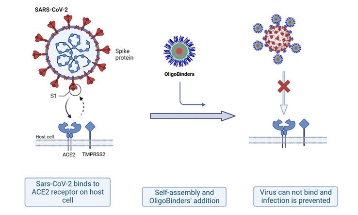 Graphical abstract of the OligoBinders mode of neutralising the coronavirus...