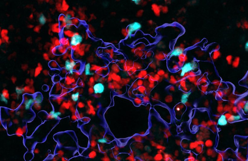 Mikroskopische Aufnahme von T-Helferzellen (türkis) und T-Killerzellen (rot),...