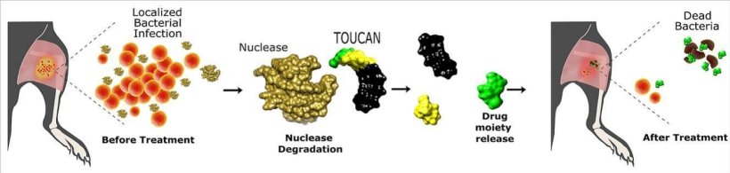 The bacteria to be treated releases specific proteins, called nucleases. TOUCAN...