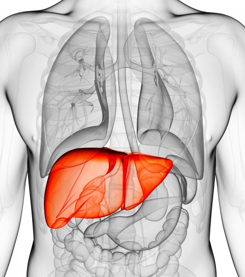 3d illustration of human organs with liver highlighted in red