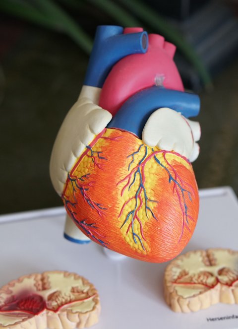 anatomical model of human heart