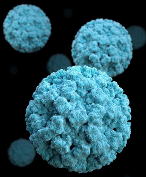norovirus virions