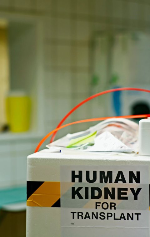 organ box labelled human kidney for transplant
