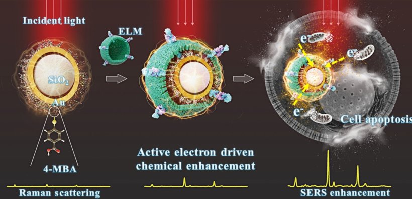 The team coated gold nanoshells with electroactive liposomal membranes derived...